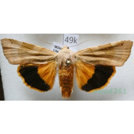 Noctua fimbriata (Schreber, 1759) Rolnica aksamitka Czech49k